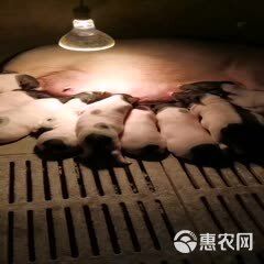 出售农家精品宠物猪 疫苗接种到位，饲养简单，体格健壮规格多样