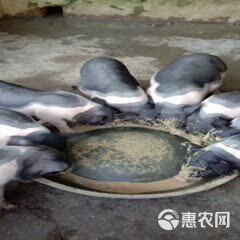 出售农家精品宠物猪 疫苗接种到位，饲养简单，体格健壮规格多样