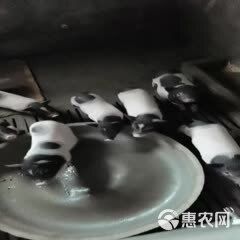 出售农家精品宠物猪 疫苗接种到位，饲养简单，体格健壮规格多样