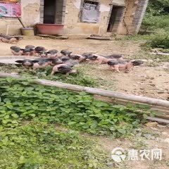 出售农家精品宠物猪 疫苗接种到位，饲养简单，体格健壮规格多样