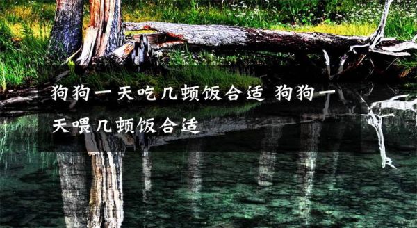狗狗一天吃几顿饭合适 狗狗一天喂几顿饭合适文章配图