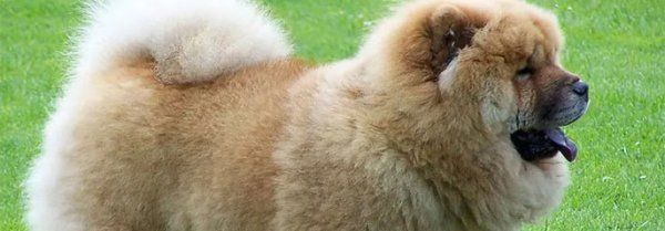 松狮犬一天吃多少顿