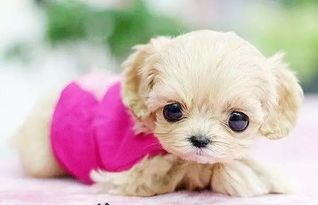 宠物排泄频率解析：狗狗一晚拉3次正常吗？
