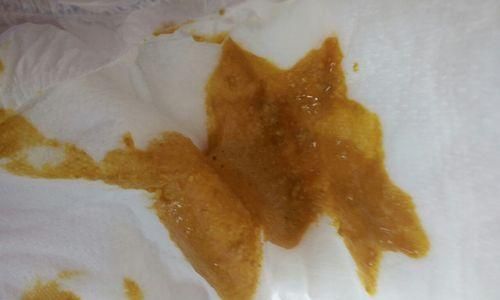 如何判断宠物狗的大便是否正常（分析宠物狗大便特征，教你识别健康与不健康的便便）