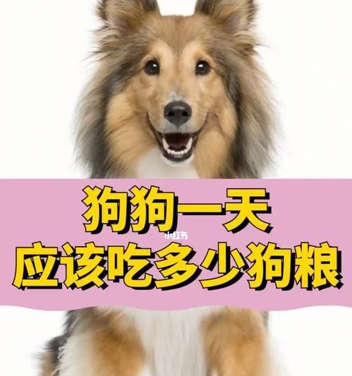 狗狗的合理喂养频率与注意事项（为你的爱犬提供正确的饮食计划，健康幸福的生活从每天的饮食开始）