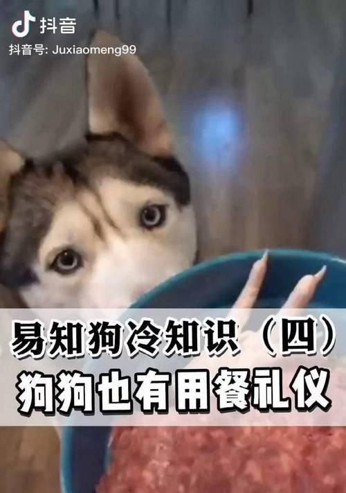 狗狗的合理喂养频率与注意事项（为你的爱犬提供正确的饮食计划，健康幸福的生活从每天的饮食开始）