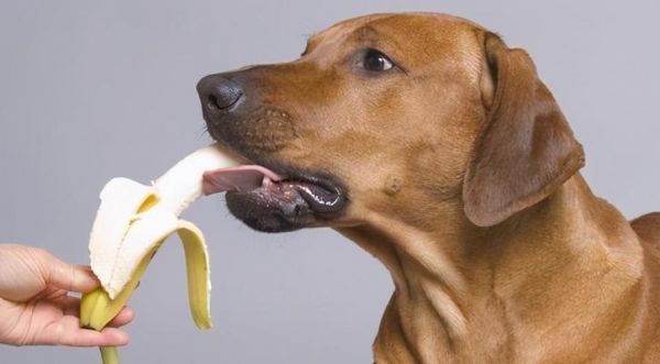 狗狗的合理喂养频率与注意事项（为你的爱犬提供正确的饮食计划，健康幸福的生活从每天的饮食开始）