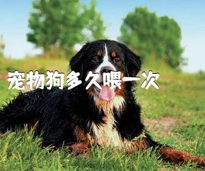 宠物狗多久喂一次