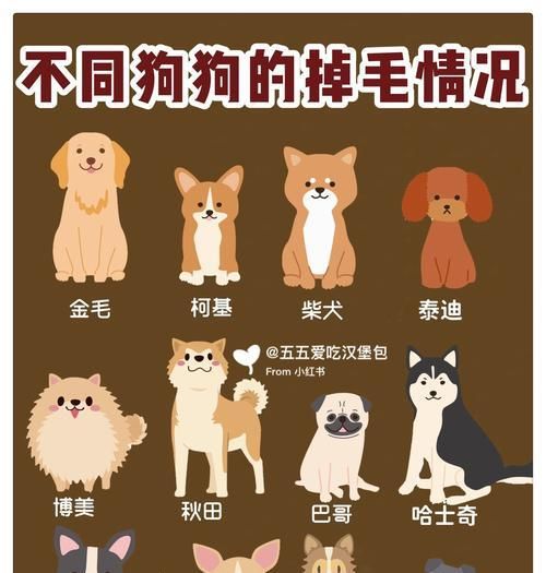 养狗知识（揭秘狗狗排便频率的秘密，了解你的爱宠的健康需求）