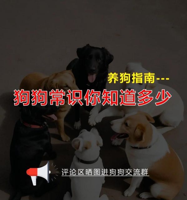 养狗知识（揭秘狗狗排便频率的秘密，了解你的爱宠的健康需求）