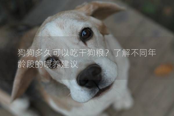 狗狗多久可以吃干狗粮？了解不同年龄段的喂养建议