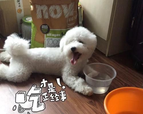 狗狗吃馒头的危害与食用方法（饲养宠物的人们必看！馒头不是狗狗的食物）