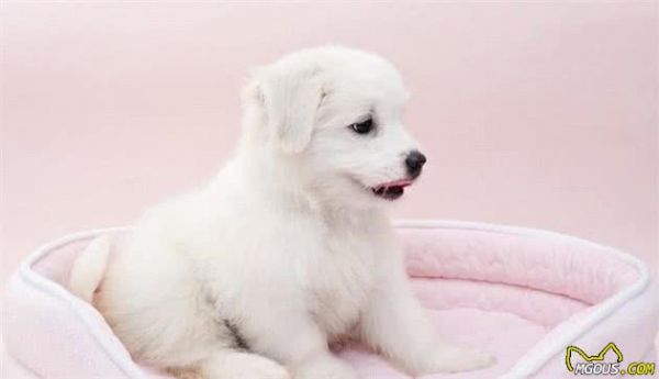 如何正确对待犬过敏问题？别害怕，这里有小妙招