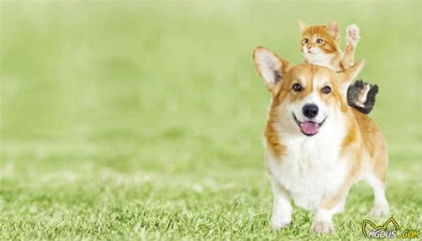 如何正确对待犬过敏问题？别害怕，这里有小妙招