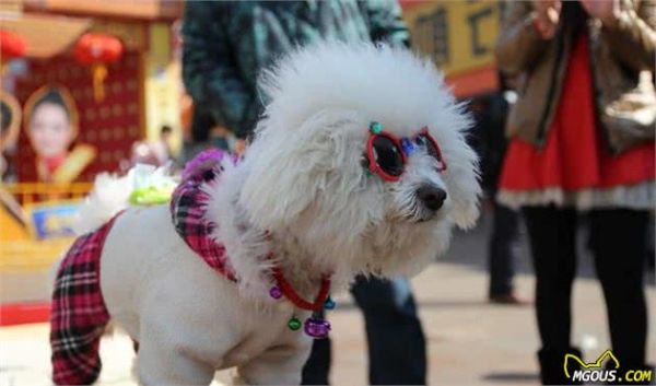 如何正确对待犬过敏问题？别害怕，这里有小妙招