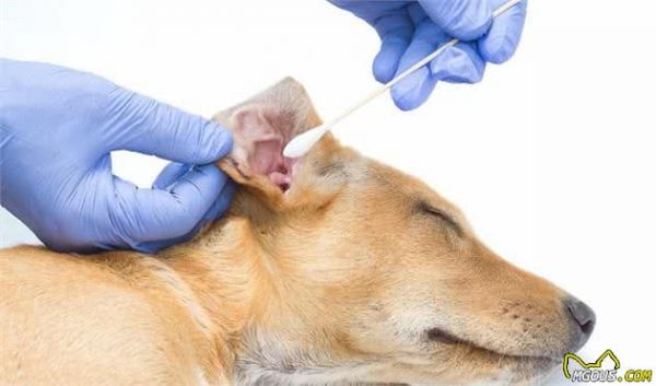 如何正确对待犬过敏问题？别害怕，这里有小妙招