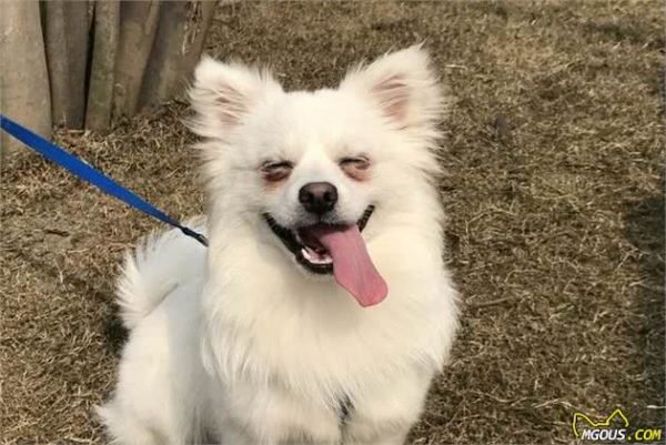 如何正确对待犬过敏问题？别害怕，这里有小妙招