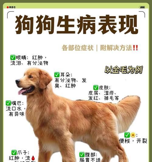 新手铲屎官必看（狗狗每天吃几顿？最佳喂食频率揭秘）