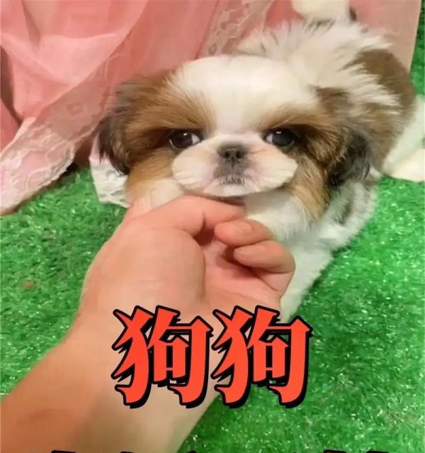 新手铲屎官必看（狗狗每天吃几顿？最佳喂食频率揭秘）