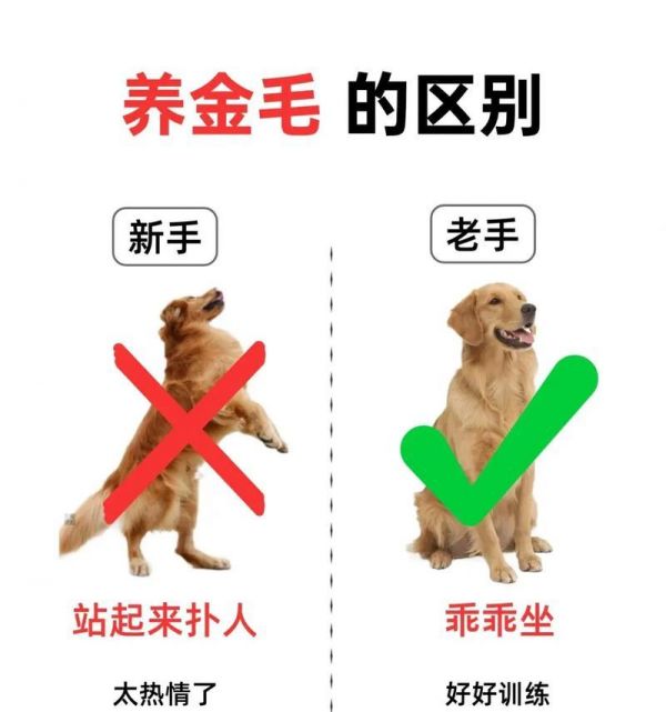 金毛喂养指南（如何正确喂养金毛宝宝及成年金毛的饮食需求与注意事项）