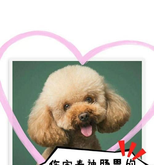 泰迪犬的科学喂养方法（根据不同阶段合理安排食物量和频率）