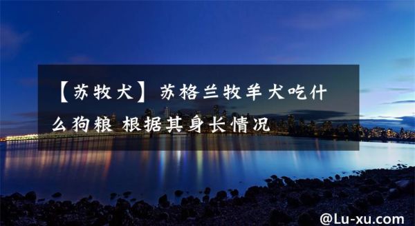 【苏牧犬】苏格兰牧羊犬吃什么狗粮 根据其身长情况