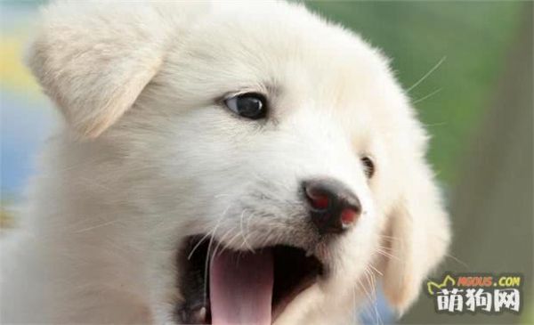 狗狗常见的几种疾病，及早预防