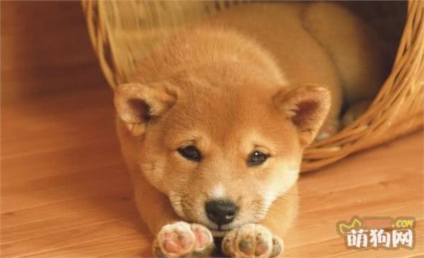 狗狗常见的几种疾病，及早预防