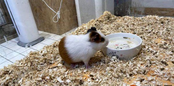 长大后的荷兰猪有多大