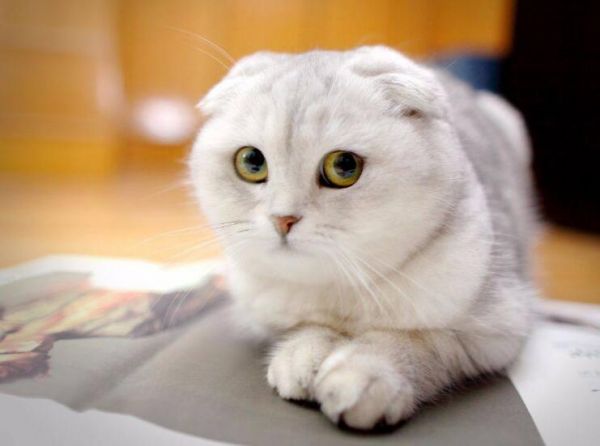 最常见的宠物猫品种