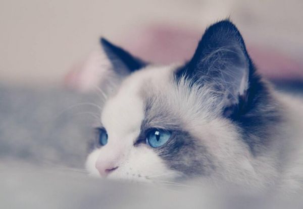 最常见的宠物猫品种