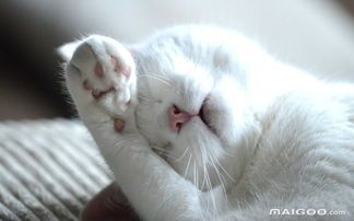 夏日宠物清凉秘籍