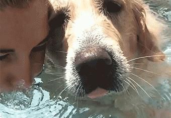 如何帮助狗狗度过夏天？（六个简单措施让你的宠物凉爽舒适）