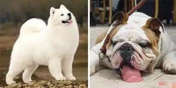 为爱犬夏日清凉，来份凉食享无忧