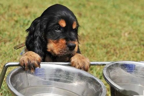 为爱犬夏日清凉，来份凉食享无忧