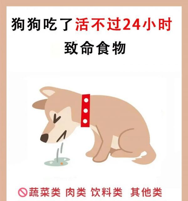狗狗清热食物大揭秘（以狗狗清热吃什么为主题的营养指南）