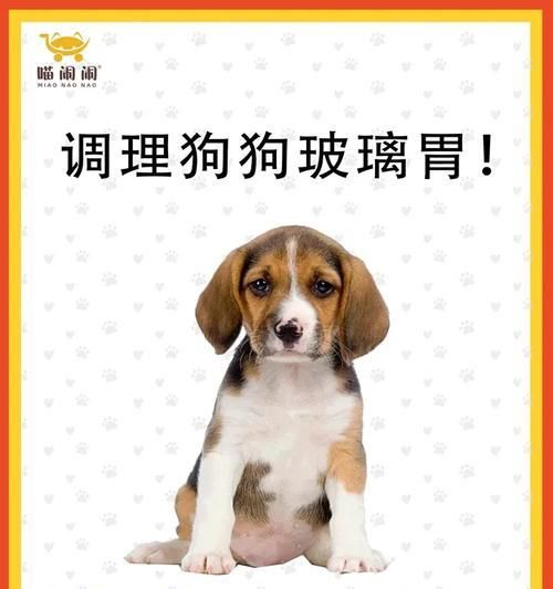狗狗清热食物大揭秘（以狗狗清热吃什么为主题的营养指南）