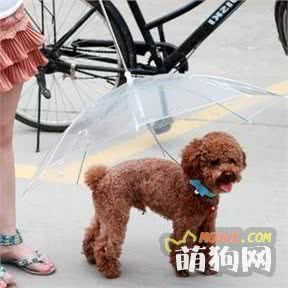 如何让你的狗宝贝清凉度夏