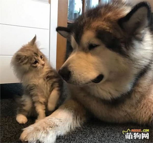 狗狗护理小贴士：如何让狗狗在炎热的夏季保持凉爽