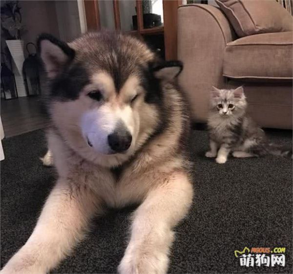 狗狗护理小贴士：如何让狗狗在炎热的夏季保持凉爽