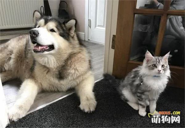 狗狗护理小贴士：如何让狗狗在炎热的夏季保持凉爽
