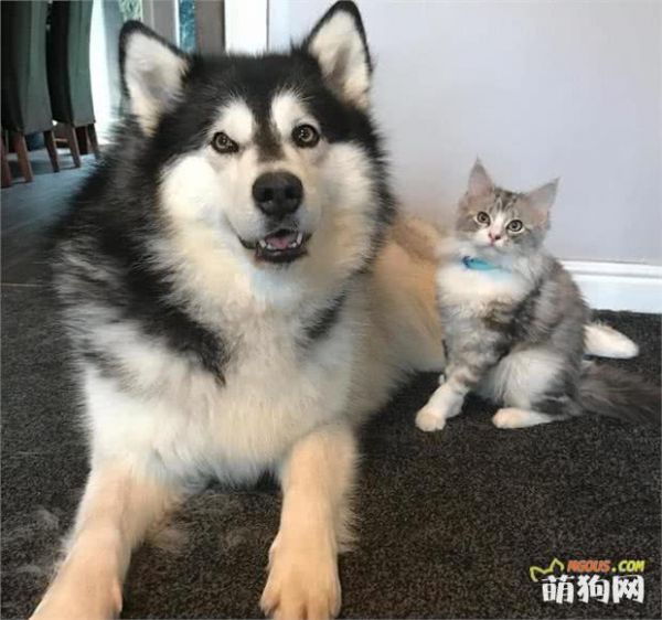 狗狗护理小贴士：如何让狗狗在炎热的夏季保持凉爽