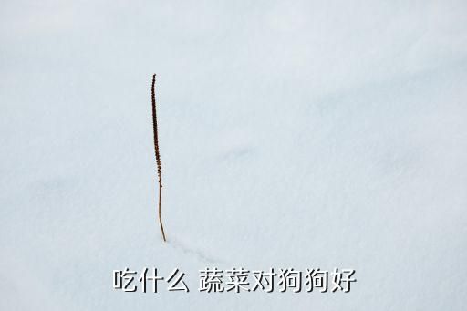 吃什么 蔬菜对狗狗好