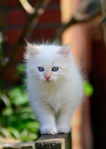 宠物猫美毛秘籍：营养均衡，定期梳毛。
