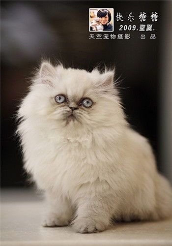 宠物猫美毛秘籍：营养均衡，定期梳毛。