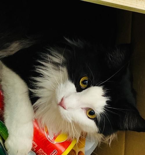 猫咪可以吃带鱼吗（了解宠物饮食）