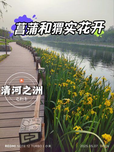 菖蒲和猬实花开清河之洲