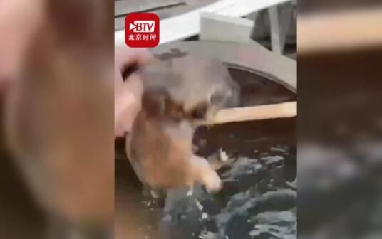 男子虐杀小狗直呼真好玩 这是人干的事?! 