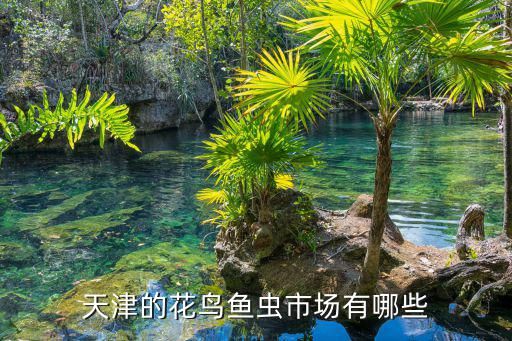 天津的花鸟鱼虫市场有哪些