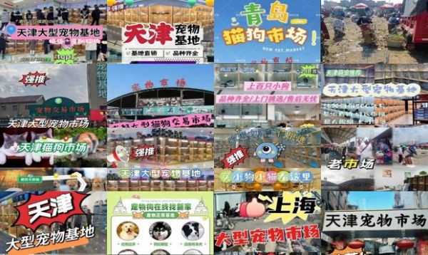 天津最大的宠物市场在哪